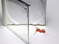 Ant near a CD jewel case