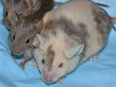Three mice on a blue blanket. The mouse on the right has one red eye  and one black eye, showing that it is a chimera.