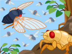 A small illustration of several cicadas for a story on cicada biology