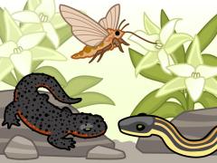 An illustration showing two coevolutionary relationships: a Darwin moth eating from a Darwin orchid and a garter snake and a rough-skinned newt