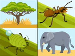 Mutualisms in the African savanna