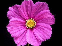 Cosmos bipinnatus flower