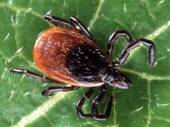 Deer tick Lyme disease