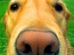 A close-up of the top of a golden retriever dog's nose