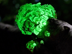 A picture taken over an extended time period, showing the glow of luminescent mushrooms, also called "foxfire," on a tree in a forest at night