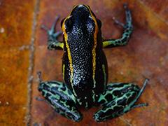 Colorful Copycat Frogs of Peru