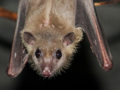 A close-up photograph of an Egyptian fruit bat hanging down from its perch