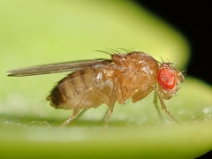 A fruit fly on a green succulent leaf