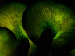 Glowing fungus
