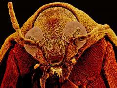Zoomed in picture of grassbug