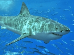 A great white shark, swimming among other fish
