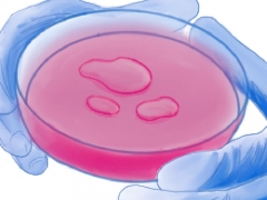 An illustration of gloved hands holding a petri dish with cells and pink media