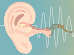 Ear and sound wave