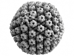 Herpes virus in 3D