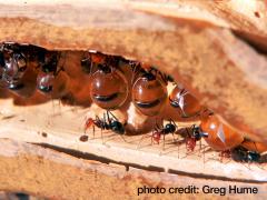 Honey pot ants