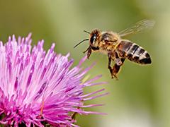 Honey bee foraging