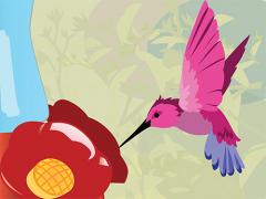 Hummingbird cartoon