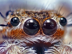 The eyes of a jumping spider