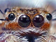 The eyes of a jumping spider