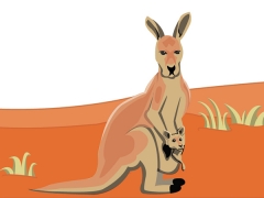 Kangaroo mother with joey