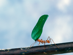 A leaf-cutter ant carrying a piece of a leaf