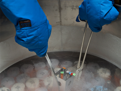 A scientist wearing thick blue gloves uses tongs to dip test tubes into a bath of liquid nitrogen. Steam rises from the cold-looking liquid.