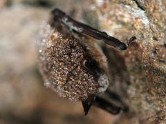 White-nose syndrome