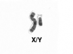 X and Y, male sex chromosomes