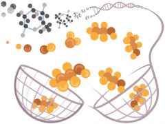 Using DNA for bioengineering