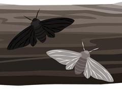 Learn about the peppered moth