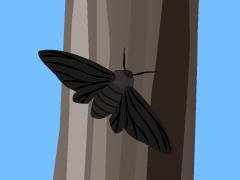 Dark peppered moth