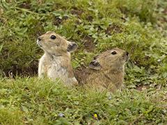 Pikas