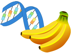 See DNA from a banana