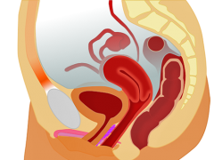 A side view illustration of the internal female reproductive system