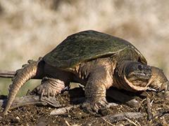 Why Did the Turtle Cross the Road?