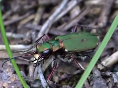 Tiger beetle video image