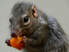 Tree-shrew-eating