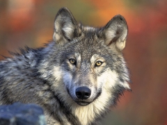 A wolf looking toward the camera, image by USFWS