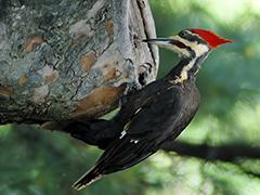 Why Don't Woodpeckers Get Headaches?