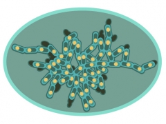 An illustration of a cluster of yeast