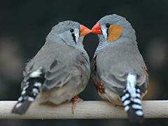 Male and female zebra finches