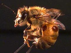 Bee with mites