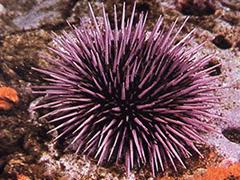 Sea Urchin