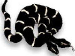 Two-headed kingsnake