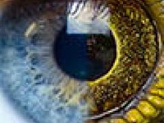 Half human, half animal eye