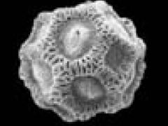 Pollen close up