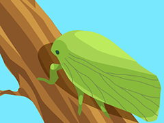 Leafhopper