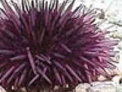 Sea Urchin