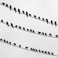 Birds on a wire