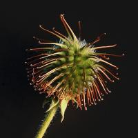 A burr, which has hooks that stick to fur